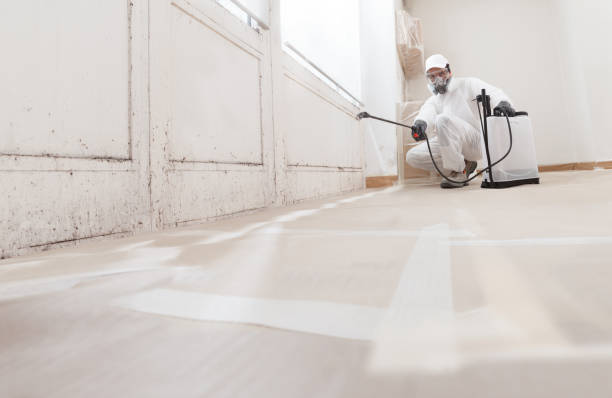 Black mold remediation team in Marshall